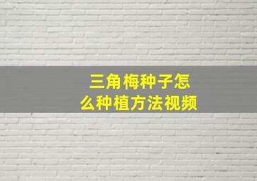 三角梅种子怎么种植方法视频