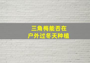 三角梅能否在户外过冬天种植