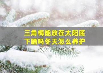 三角梅能放在太阳底下晒吗冬天怎么养护