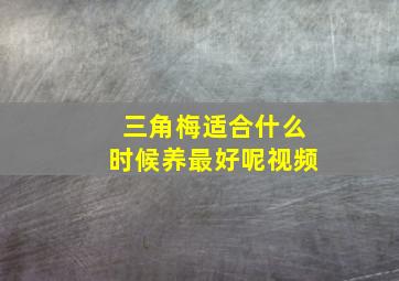 三角梅适合什么时候养最好呢视频