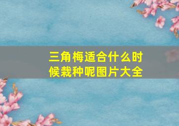 三角梅适合什么时候栽种呢图片大全