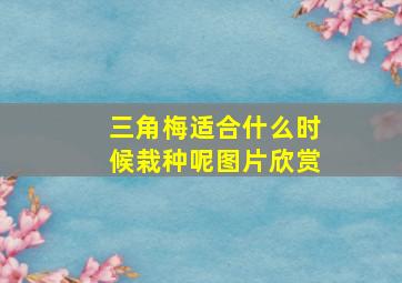 三角梅适合什么时候栽种呢图片欣赏