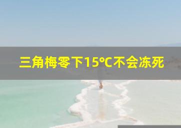 三角梅零下15℃不会冻死