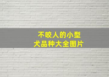 不咬人的小型犬品种大全图片