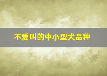 不爱叫的中小型犬品种