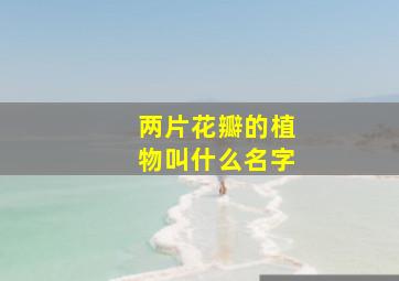 两片花瓣的植物叫什么名字