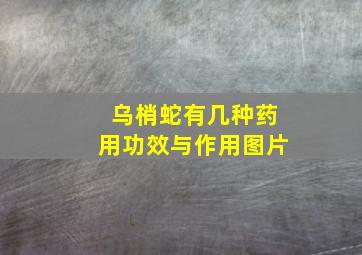 乌梢蛇有几种药用功效与作用图片