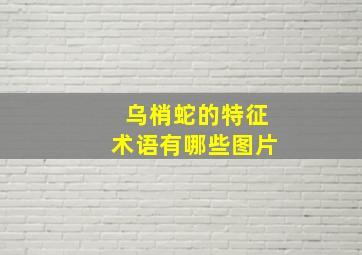 乌梢蛇的特征术语有哪些图片