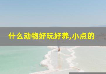 什么动物好玩好养,小点的