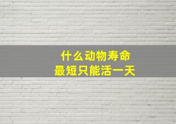 什么动物寿命最短只能活一天