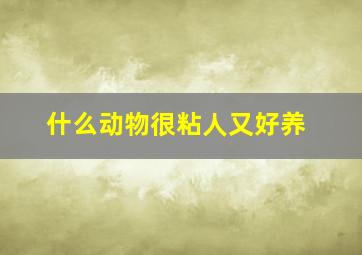 什么动物很粘人又好养