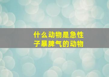 什么动物是急性子暴脾气的动物