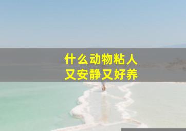 什么动物粘人又安静又好养