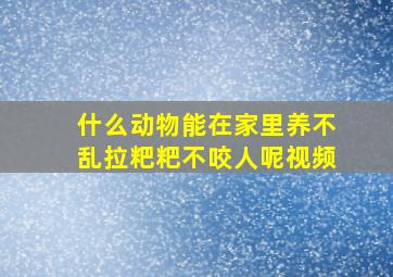 什么动物能在家里养不乱拉粑粑不咬人呢视频