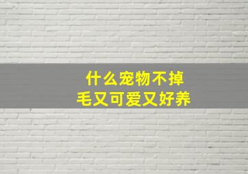 什么宠物不掉毛又可爱又好养