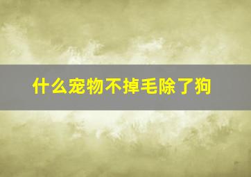 什么宠物不掉毛除了狗