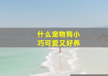 什么宠物狗小巧可爱又好养