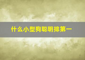 什么小型狗聪明排第一