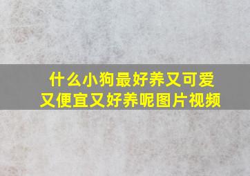 什么小狗最好养又可爱又便宜又好养呢图片视频