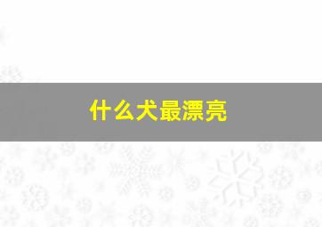 什么犬最漂亮