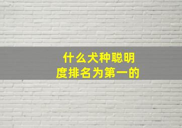 什么犬种聪明度排名为第一的