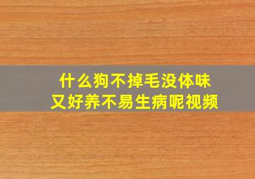 什么狗不掉毛没体味又好养不易生病呢视频