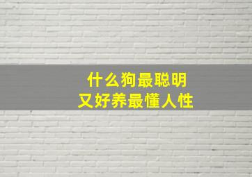 什么狗最聪明又好养最懂人性