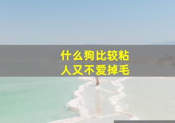 什么狗比较粘人又不爱掉毛