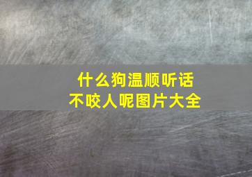 什么狗温顺听话不咬人呢图片大全