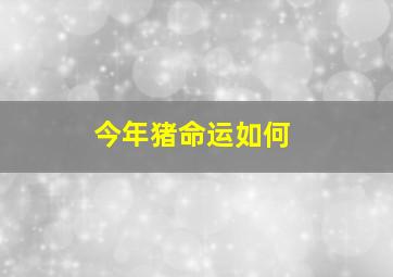 今年猪命运如何