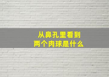 从鼻孔里看到两个肉球是什么