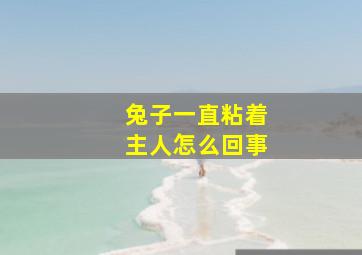 兔子一直粘着主人怎么回事