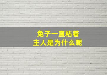 兔子一直粘着主人是为什么呢