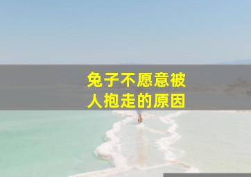 兔子不愿意被人抱走的原因