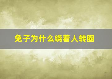 兔子为什么绕着人转圈