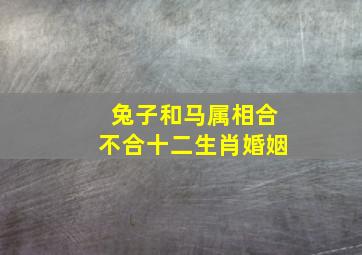 兔子和马属相合不合十二生肖婚姻