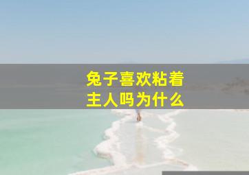 兔子喜欢粘着主人吗为什么