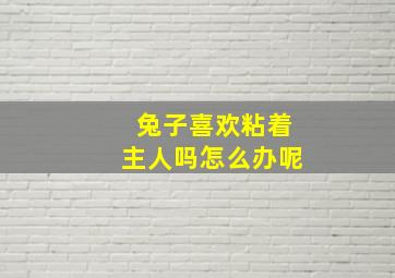 兔子喜欢粘着主人吗怎么办呢