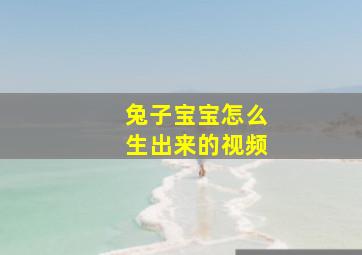 兔子宝宝怎么生出来的视频