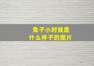 兔子小时候是什么样子的图片