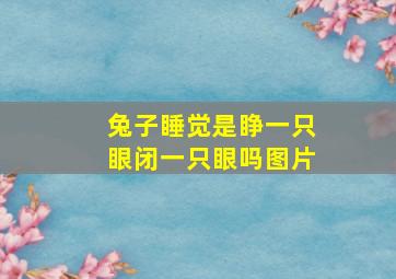 兔子睡觉是睁一只眼闭一只眼吗图片