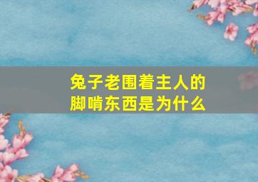 兔子老围着主人的脚啃东西是为什么