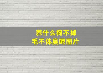 养什么狗不掉毛不体臭呢图片