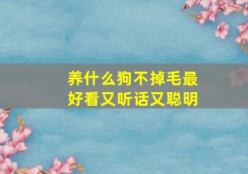 养什么狗不掉毛最好看又听话又聪明