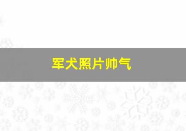 军犬照片帅气