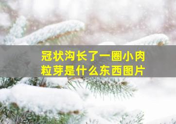 冠状沟长了一圈小肉粒芽是什么东西图片