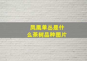 凤凰单丛是什么茶树品种图片