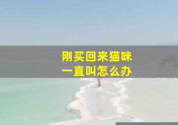 刚买回来猫咪一直叫怎么办