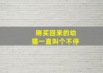 刚买回来的幼猫一直叫个不停