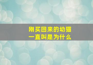 刚买回来的幼猫一直叫是为什么